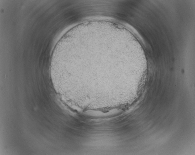 X0000078311244200612011851