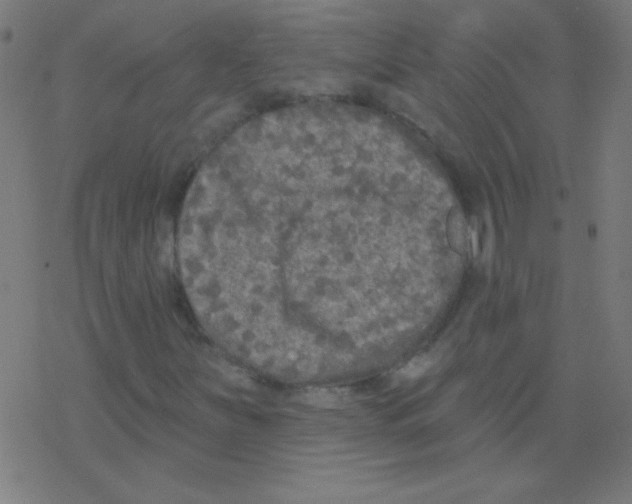 X0000078311251200612011851