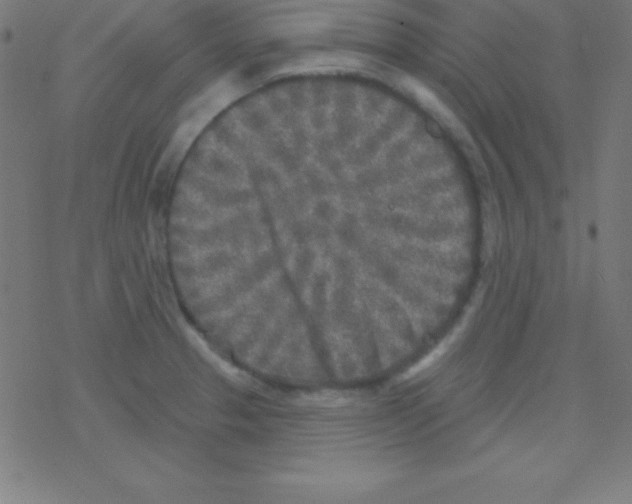 X0000078311329200612011850