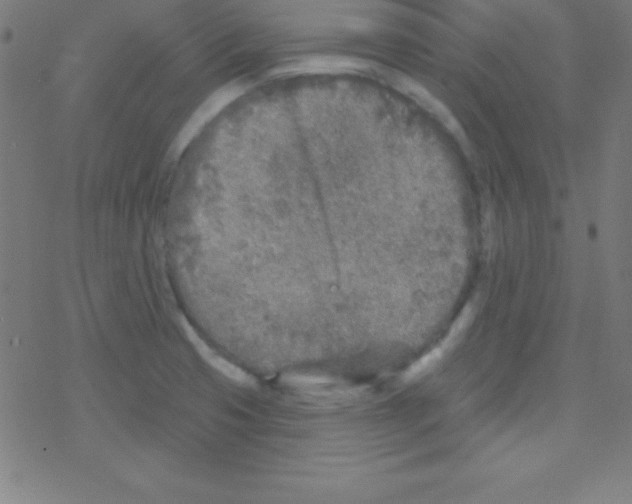 X0000078311425200612011848