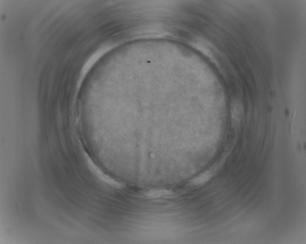 X0000078311466200612011847