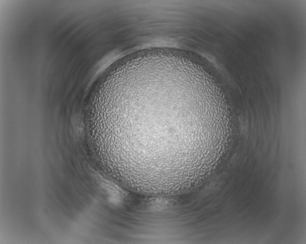 X0000078831266200611131113