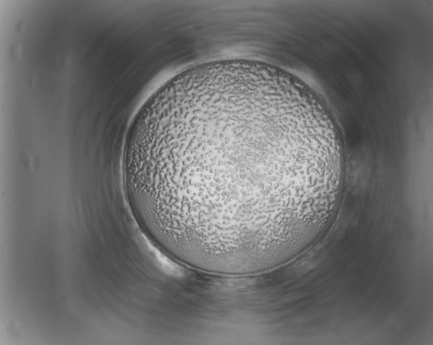 X0000078831294200611131113