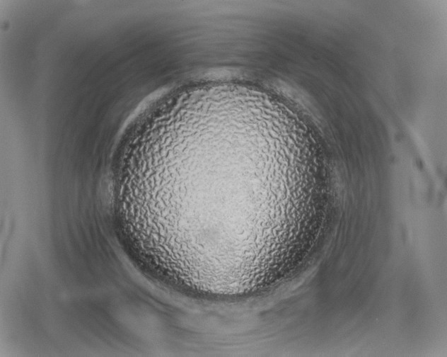 X0000078830016200611201259