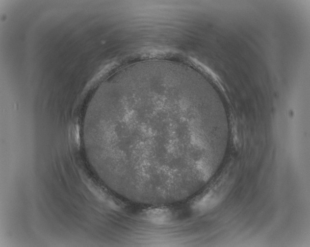 X0000078830067200611201258