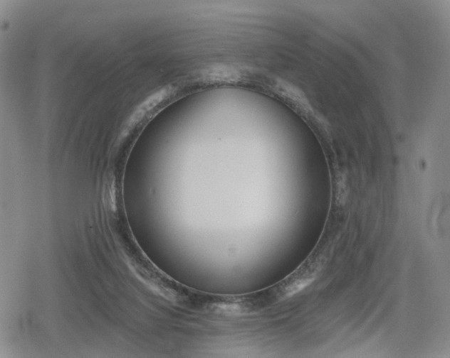 X0000078830068200611201258