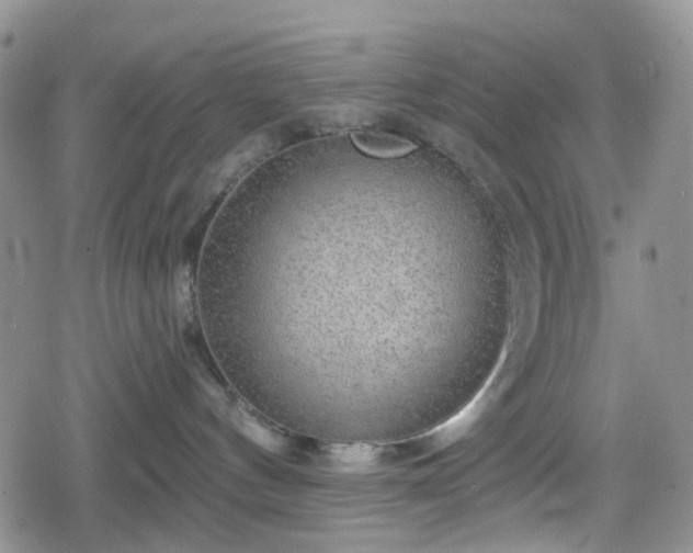 X0000078830144200611201257