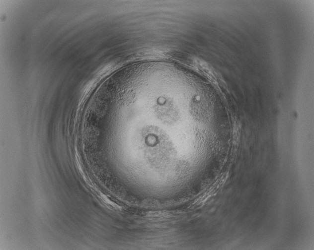 X0000078830145200611201256