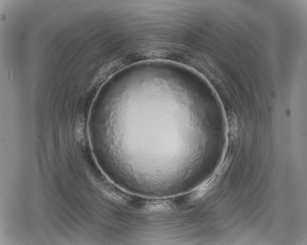 X0000078830175200611201257