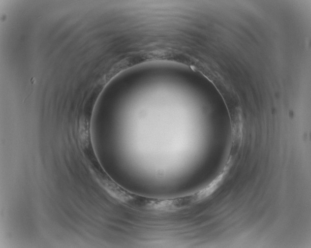 X0000078830186200611201257