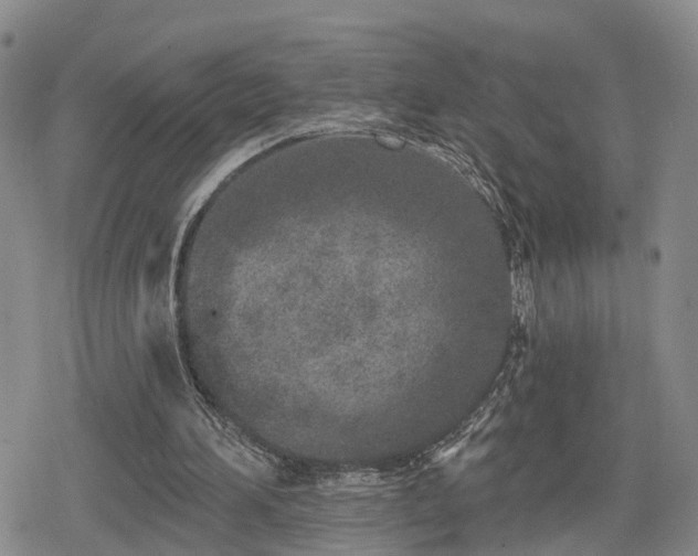 X0000078830196200611201256