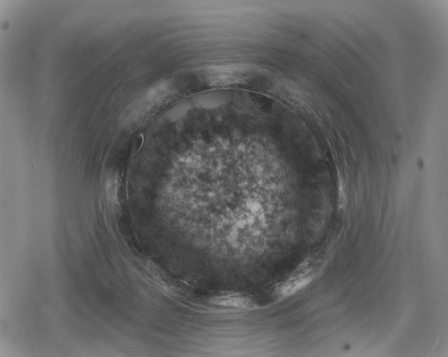 X0000078830219200611201256