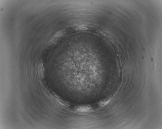 X0000078830223200611201256