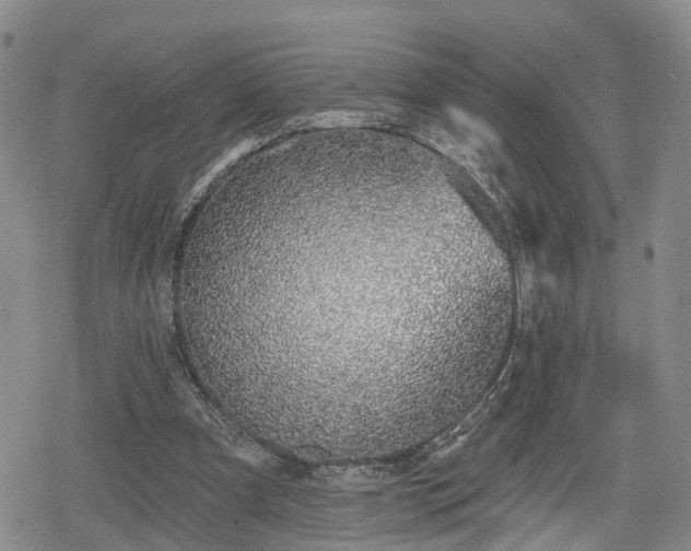 X0000078830297200611201255