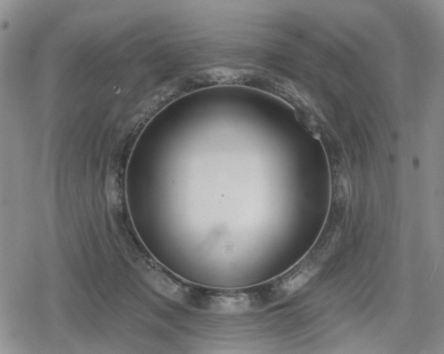 X0000078830317200611201254