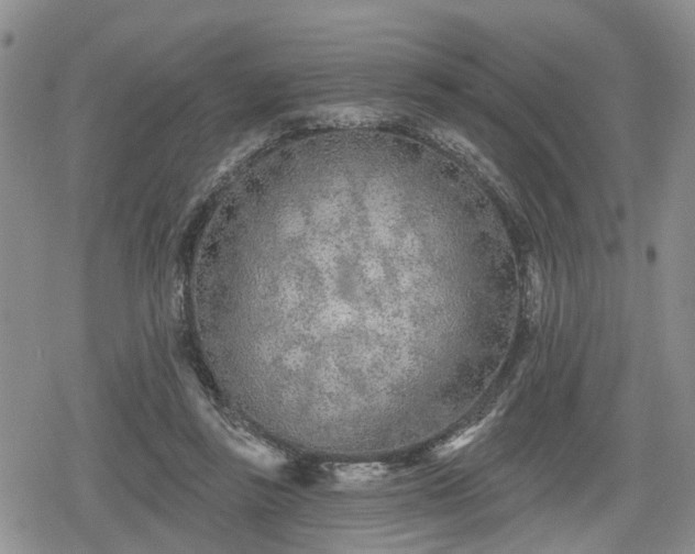 X0000078830355200611201254