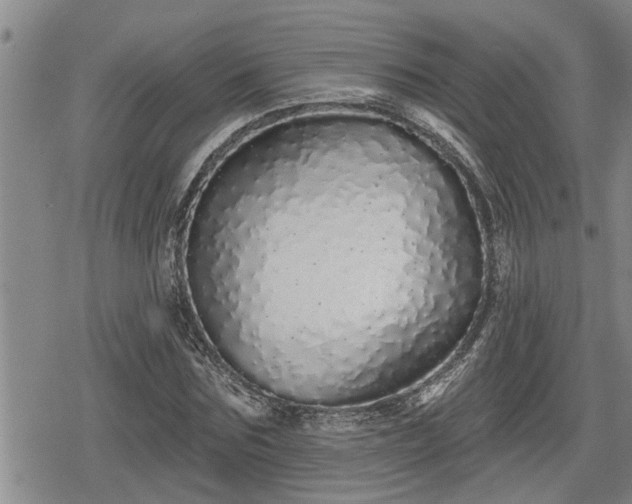 X0000078830875200611201245