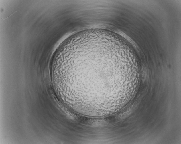 X0000078830886200611201245