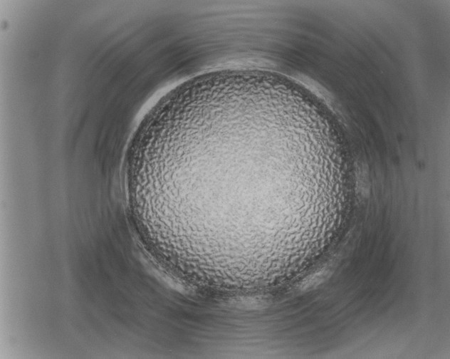 X0000078831078200611201242