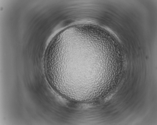 X0000078831086200611201242