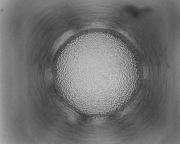 X0000078831266200611201239