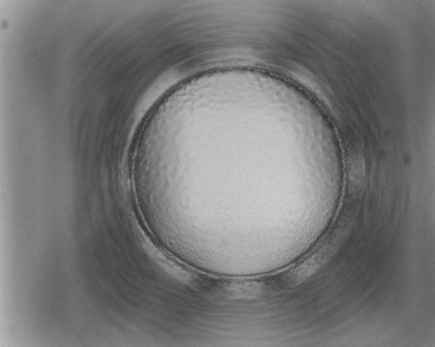 X0000078831466200611201235