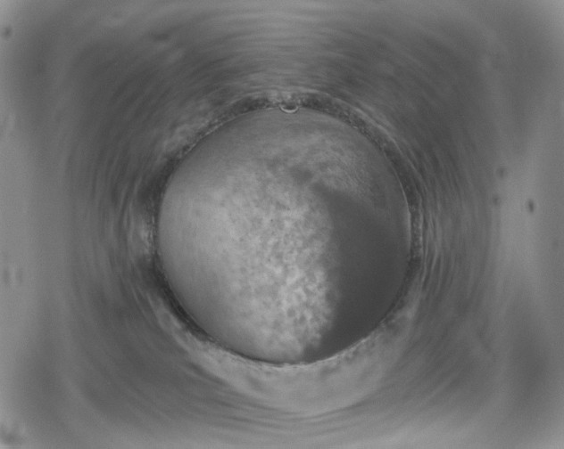 X0000078830039200611271308