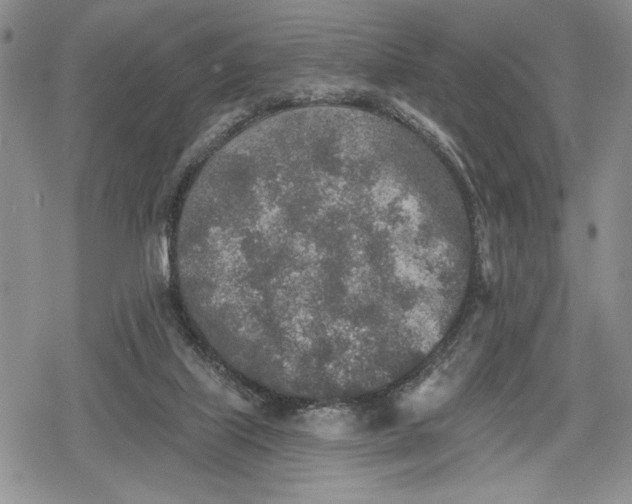 X0000078830067200611271307