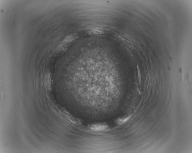 X0000078830223200611271305