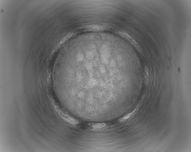 X0000078830355200611271303