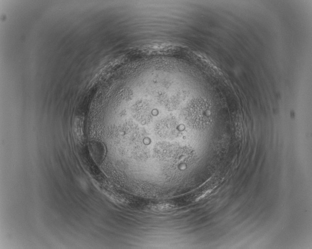 X0000078830695200611271257