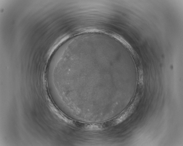 X0000078830806200611271255