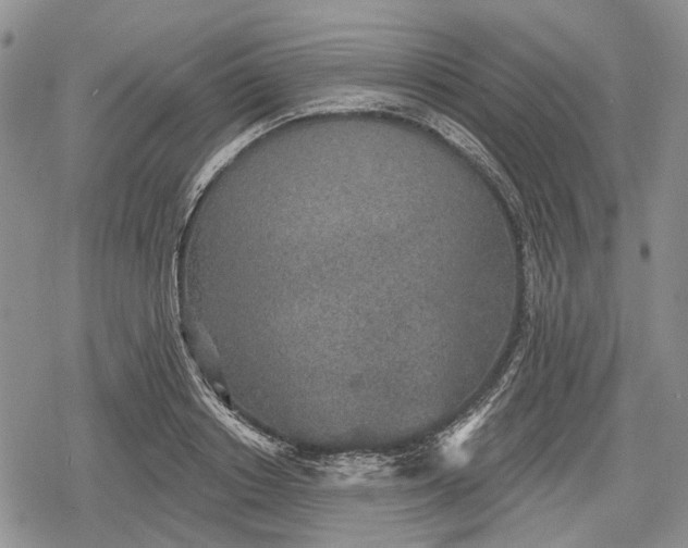 X0000078830842200611271255