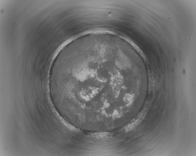 X0000078830853200611271255