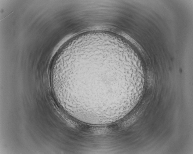 X0000078830886200611271254