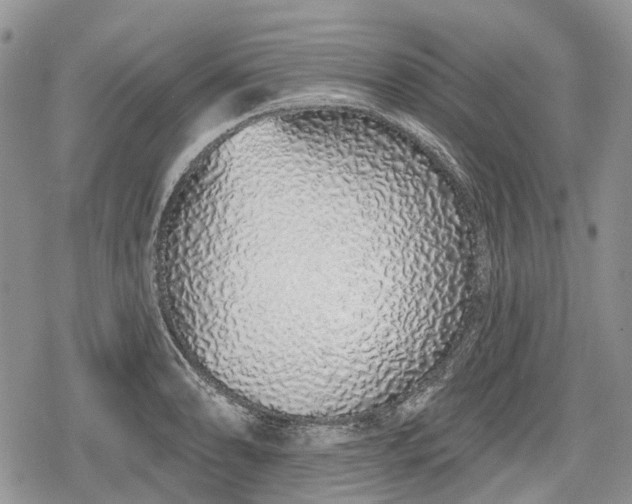 X0000078831086200611271251