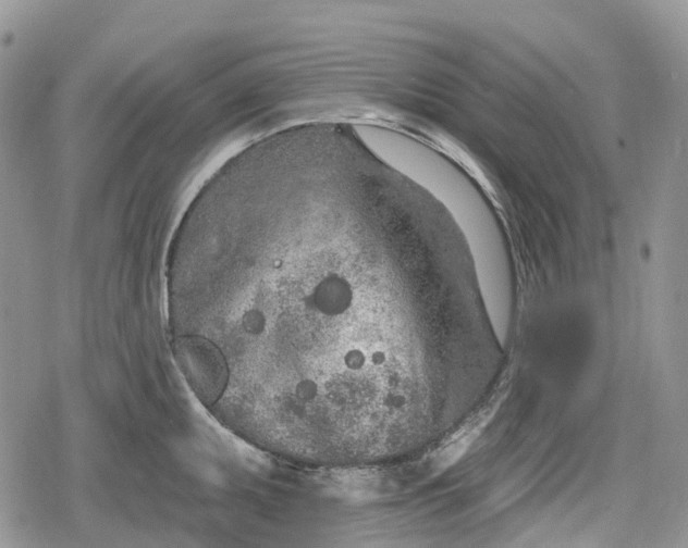 X0000078831095200611271251