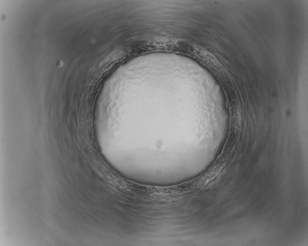 X0000078831105200611271250