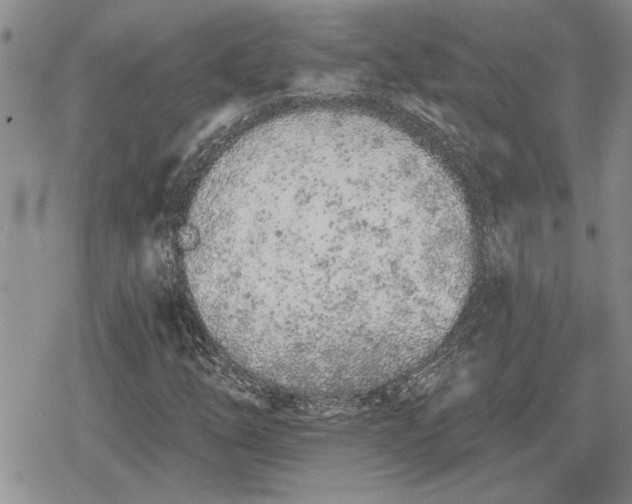 X0000078831254200611271248