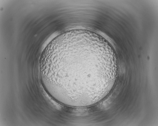 X0000078831290200611271248