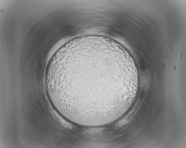 X0000078831294200611271248