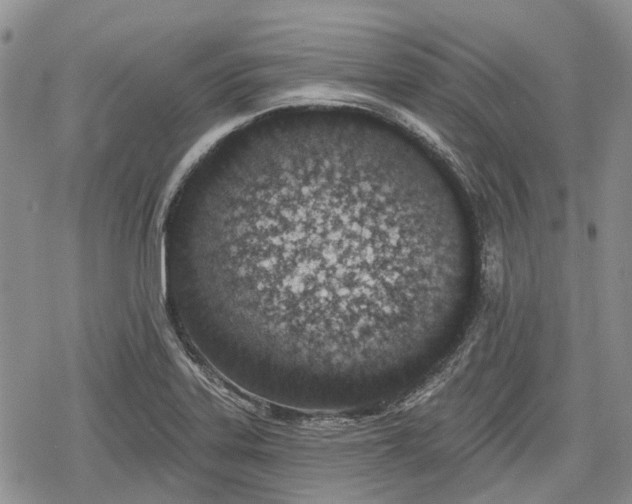 X0000078831323200611271247