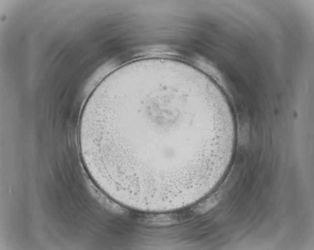 X0000078831338200611271247