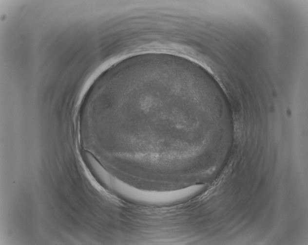 X0000078831515200611271244