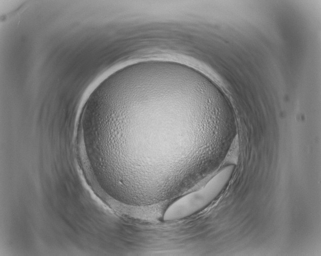 X0000078831536200611271244