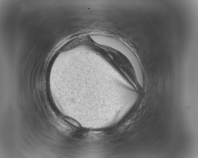 X0000078830055200612041824