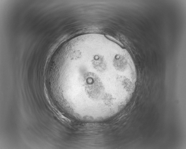 X0000078830145200612041822