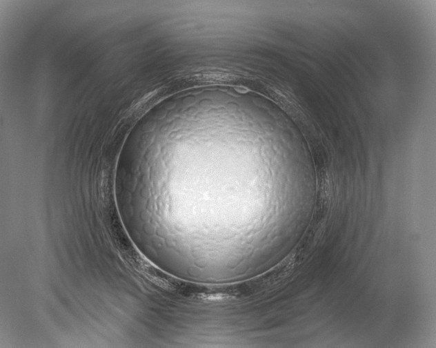 X0000078830360200612041819