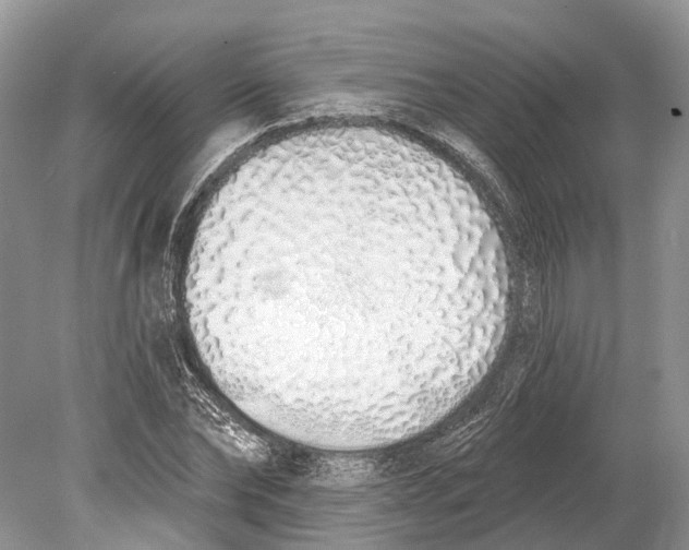 X0000078830878200612041810