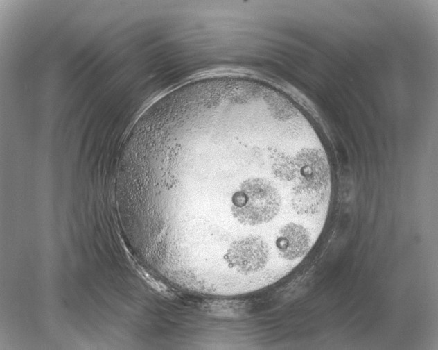 X0000078830953200612041810